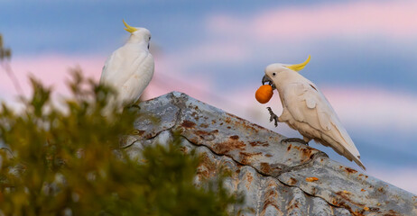 Cockatoo with Mandarin