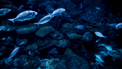 Big school of fishes swimming in cold ocean water between cliffs and rocks on sea bed. Abstract underwater background or backdrop