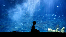 Silhouette Of Little Boy Watching Fishes Swimming In Big Aquarium At Zoo Or Shopping Mall. 23rd Of March, 2023, Istanbul, Turkey, Sea Life Aquarium.