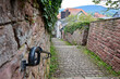 Miltenberg, kleine Gasse mit Pflastersteinen und Steinmauern führt über Treppen in die Altstadt, Miltenberg, Franken, Bayern, Deutschland