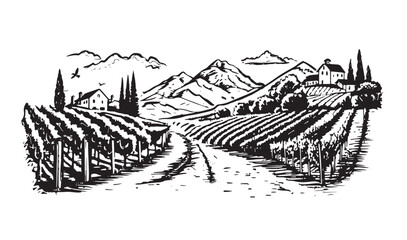 Poster - Wine plantations hand drawn, vector.	
