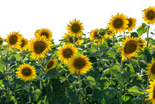 Close-up Of A Field With Yellow Flowers Of Sunflowers Against The Backdrop Of A Beautiful Sky.