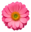 canvas print picture - pink flower isolated on transparent background, extracted, png file