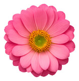 pink flower isolated on transparent background, extracted, png file