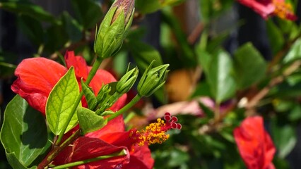 Wall Mural - red flowers in the garden. 4k video capture