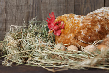 Wall Mural - hen hatching eggs in nest of straw inside a wooden chicken coop