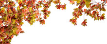 Red And Yellow Leaves On White Background