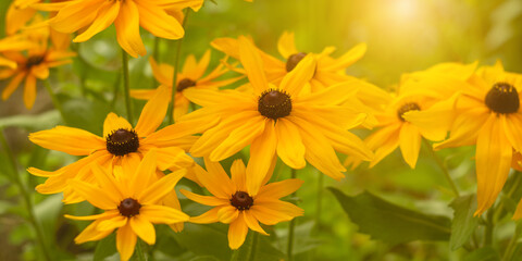 Wall Mural - yellow rudbeckia flowers in sunlight. selective soft focus. banner. beautiful spring or summer backg