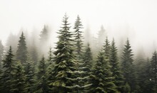  A Forest Filled With Lots Of Tall Pine Trees Covered In Fog.  Generative Ai