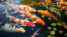 Koi Pond Free Stock Photo - Public Domain Pictures