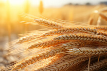 Golden Ears Of Wheat With Sheaves Of Hay In The Background. High Quality Photo