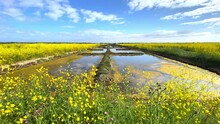 Salt Marshes Of The Natural Reserve Of Lilleau Des Niges And Yellow Wild Mustard Flowers On The Ile De Ré, France