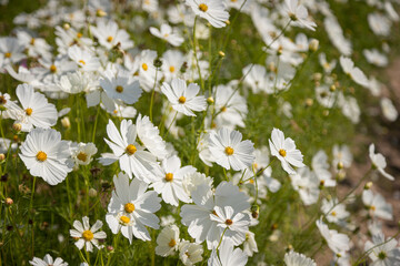 beautiful wild flowers camomiles flowers in the field
