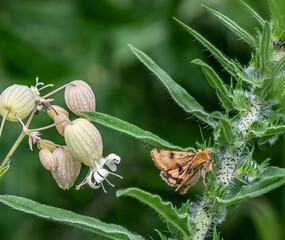 Wall Mural - Close-up of a marbled clover moth resting on the side of a viper’s bugloss plant that is growing in a meadow on a warm summer day in June with a blurred background.