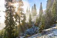 A Picturesque Scene Of A Mountain Slope, Adorned With Tall Spruce Trees, Dusted In The First Snow Of The Season. As Mist Rises, The Sun Breaks Through The Trees