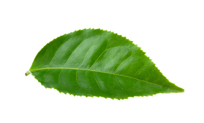 Wall Mural - tea leaf on transparent png