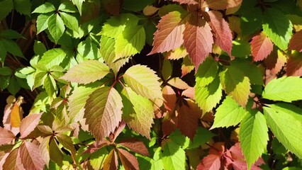 Wall Mural - background of bright leaves of wild grapes swaying in the wind on a sunny autumn day.colorful foliag