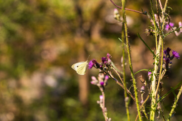 Wall Mural - Butterfly meadow. There are butterflies and insects on the flowers and grass.