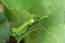 Small Caterpillar Damaging Geranium Flower Leaves.