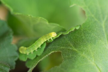 Wall Mural - Small caterpillar damaging geranium flower leaves.