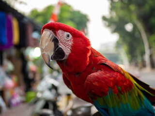 Wall Mural - Red Macaw bird on a blurred background.