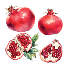 Pomegranate Watercolor On White Background. Isolated Vector Element. Sweet Food.