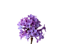 Lilac Flowers Isolated On Transparent Background 