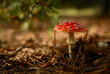 A red fly agaric in a summer forest under the pine branches, close-up. 
