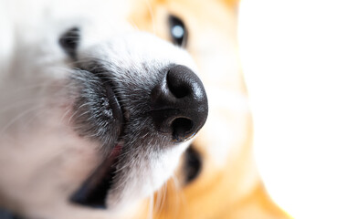 Poster - pembroke welsh corgi close up