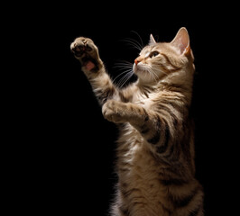 Wall Mural - Portrait of a beautiful kitten standing tall on the floor black background colour. 