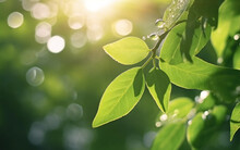 Spring Natural Background. Big Drop Of Water With Sun Glare On Leaf Sparkles In Sunlight In Beautiful Environment