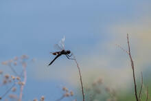A Saddlebags Skimmer Dragonfly With A Damaged Wing Clinging To A Stick Growing On The Shore Of A Pond On A Summer Day.