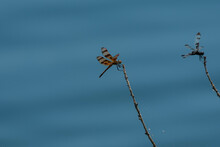 A Halloween Pennant Dragonfly Perched On A Stick By A Pond With A Banded Pennant Dragonfly Clinging To Another Stick In The Background.