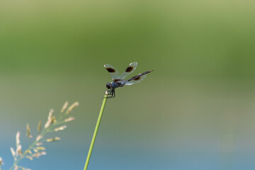 Profile of a Four-spotted Pennant dragonfly clinging to stick with the green grass on the opposite of a pond creating a blurry, green and blue background.