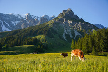 Cows During The Sunset In The Mountains Of Austria