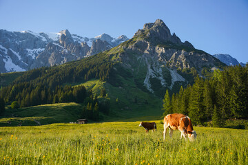 Wall Mural - Cows during the sunset in the mountains of Austria