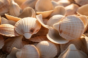 Poster - pile of sea shells.