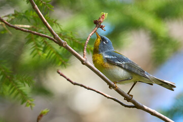 Female Northern Parula