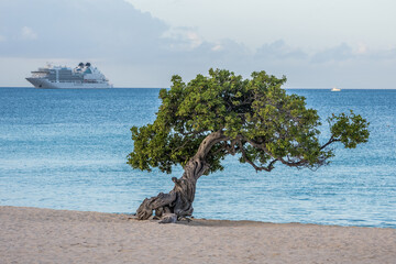 Wall Mural - Fofoti Tree - the famous landmark of Aruba Eagle Beach in the morning sunlight