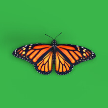 Color Butterfly Render 3D Illustration On Green Background
