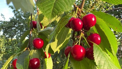 Wall Mural - Close up of ripe big cherries hanging on a tree on a sunny summer day. Red berries of fresh juicy cherries. A branch sways from the light wind. Close-up shooting, macro. harvesting Agriculture, fresh 