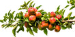 Twig with red apples on transparent background.
