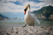 Swan at Lake Garda