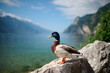Mallard duck at Lake Garda