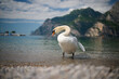 Swan coming out of Lake Garda