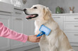 © New Africa - Woman brushing cute Labrador Retriever dog's hair at home, closeup