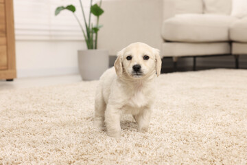 Cute little puppy on beige carpet at home