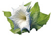Datura flower. isolated object, transparent background