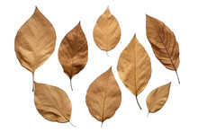 Dried Leaves. Isolated Object, Transparent Background