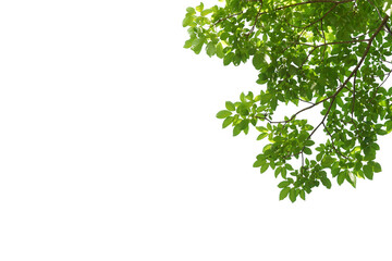 branch leaves or green leaf isolated. tree leaf frame.branch leaves or green leaf isolated. tree lea